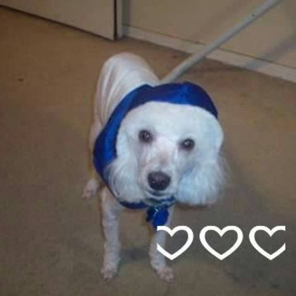 Meet your Posher, Nicole - Picture 1 of 1